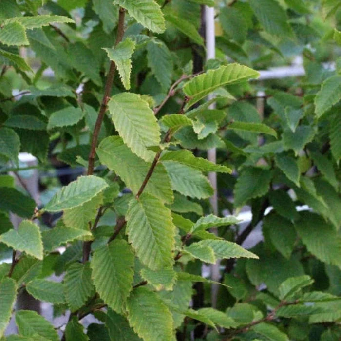 Frans-Fontaine-Tree-2