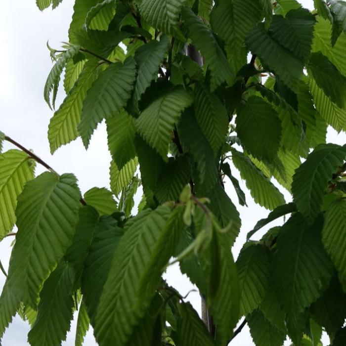 Frans-Fontaine-Tree-4