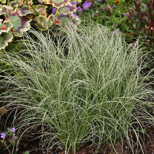 Frosted-Curls-Sedge-Grasses-2