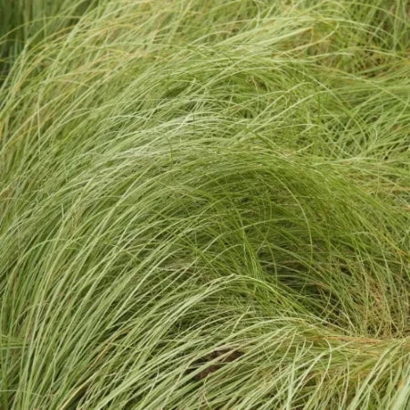 Frosted-Curls-Sedge-Grasses-3