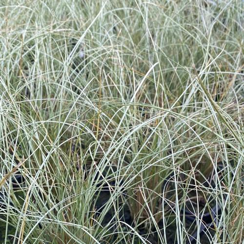 Frosted-Curls-Sedge-Grasses-4