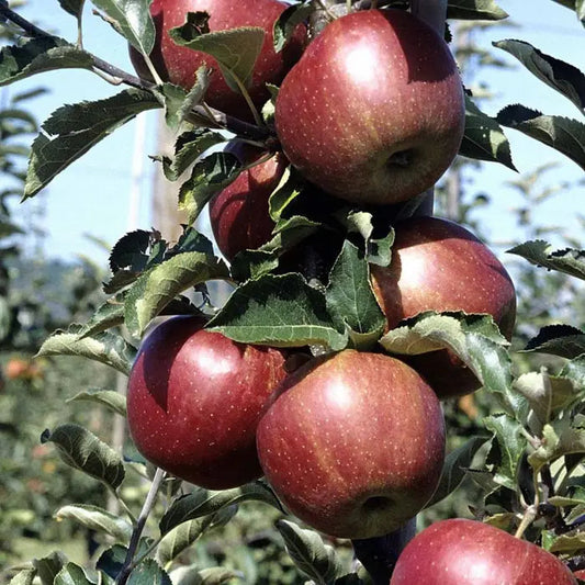 Gala Apple Fruit Tree Hedge (Malus domestica 'Gala')