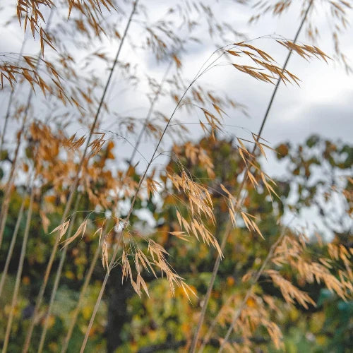 Giant-Feather-Grasses-1