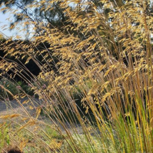 Giant-Feather-Grasses-2