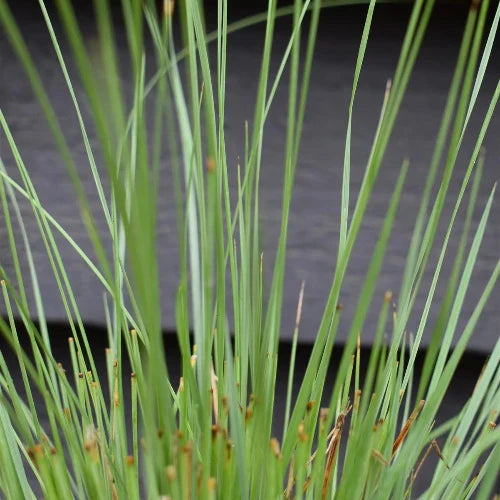 Giant-Feather-Grasses-3