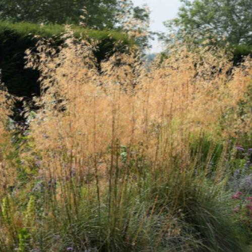 Giant-Feather-Grasses-4
