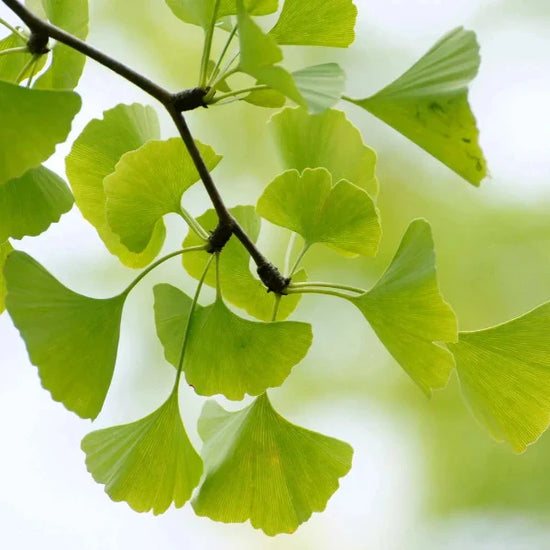 Ginkgo-Ornamental-Tree-2