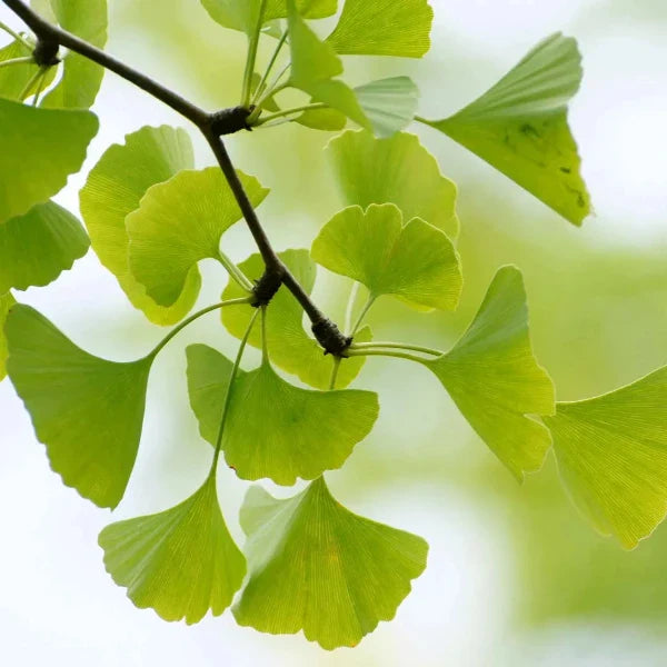 Ginkgo-Ornamental-Tree-2
