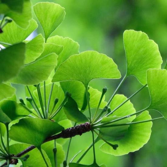 Ginkgo-Ornamental-Tree-3