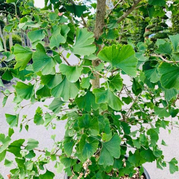 Ginkgo-Ornamental-Tree-4