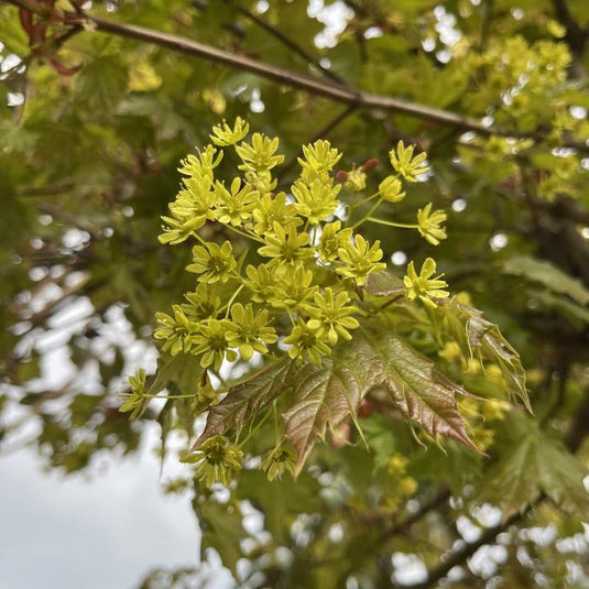 The Globosum Norway Maple Tree...