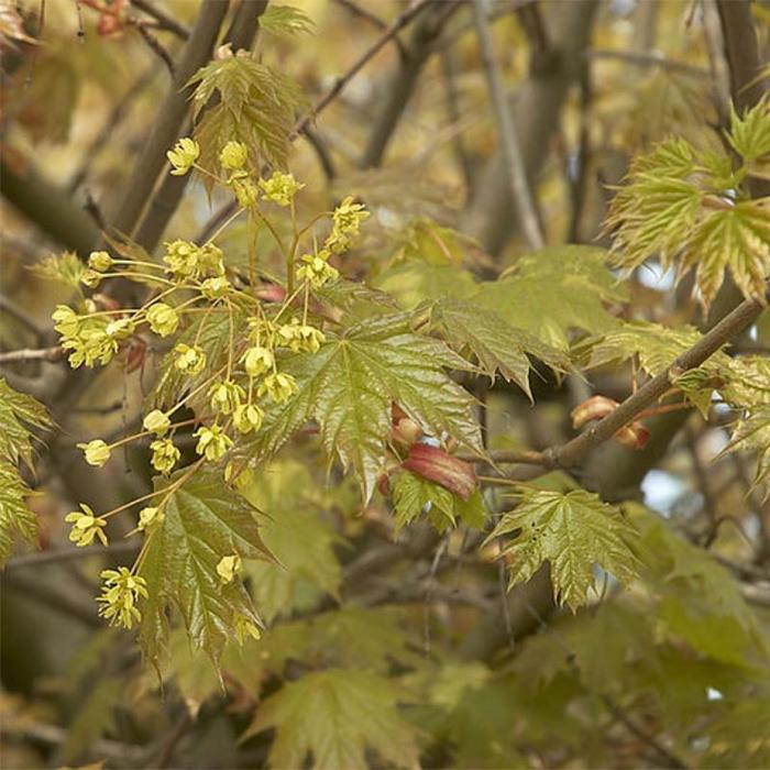 Globosum-Norway-Maple-Tree-2