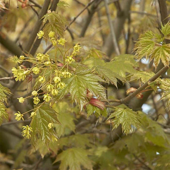 Globosum-Norway-Maple-Tree-2