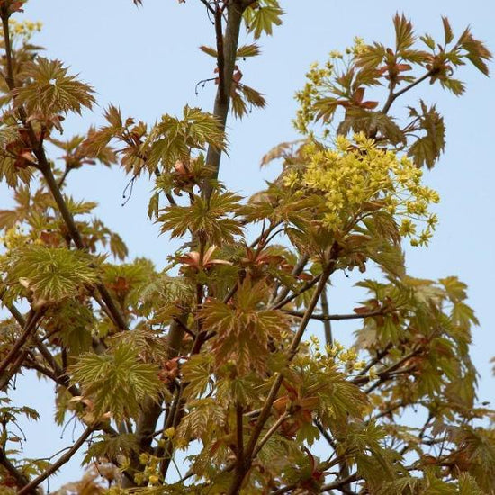 Globosum-Norway-Maple-Tree-3