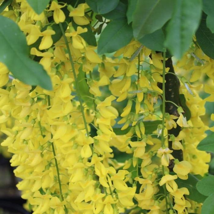 Golden-Chain-Ornamental-Tree-1