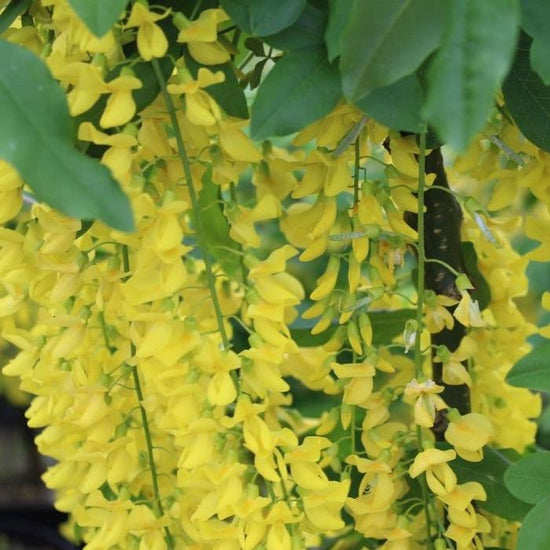 Golden-Chain-Ornamental-Tree-1