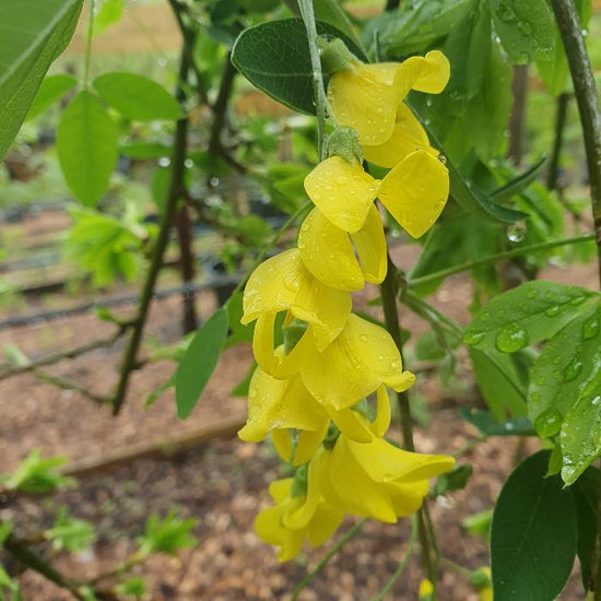 Golden-Chain-Ornamental-Tree-3