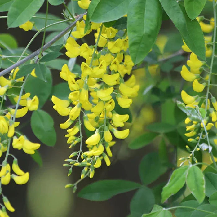 Golden-Chain-Ornamental-Tree-4