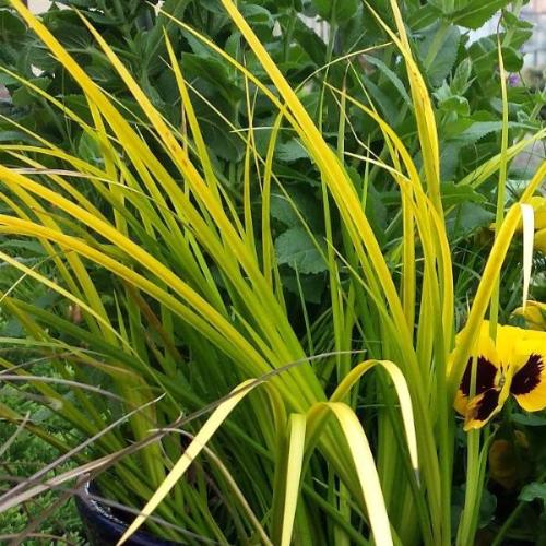 Golden-Delight-Sweet-Flag-Grasses-2