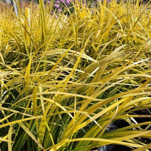 Golden-Delight-Sweet-Flag-Grasses-4