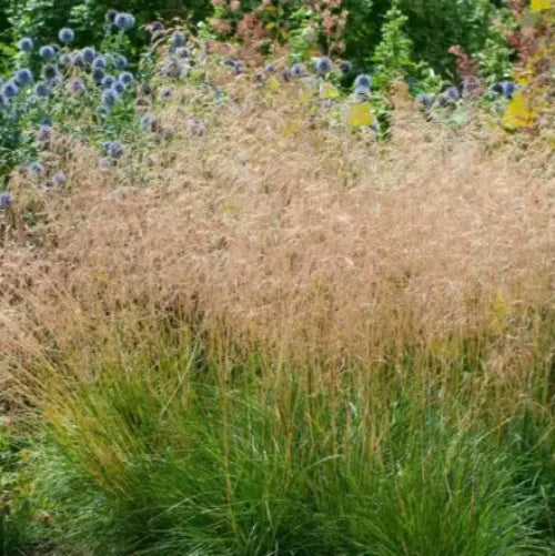 Golden-Dew-Tufted-Hair-Grasses-2
