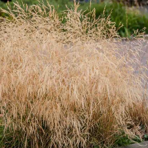 Golden-Dew-Tufted-Hair-Grasses-3