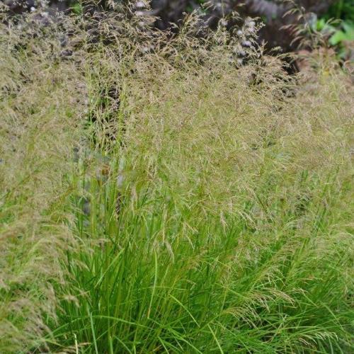 Golden-Dew-Tufted-Hair-Grasses-4