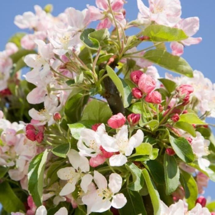 Golden-Hornet-Crab-Apple-Tree-1