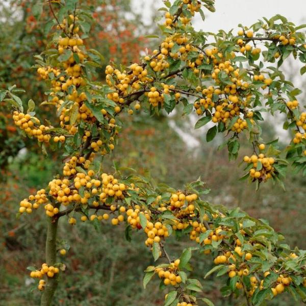 Golden-Hornet-Crab-Apple-Tree-2