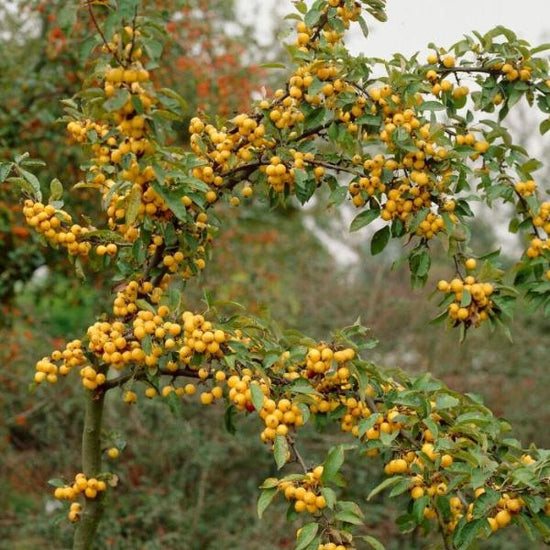 Golden-Hornet-Crab-Apple-Tree-2