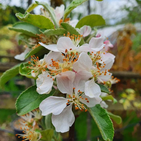 Golden-Hornet-Crab-Apple-Tree-3