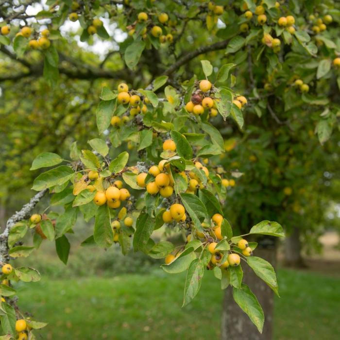 Golden-Hornet-Crab-Apple-Tree-4
