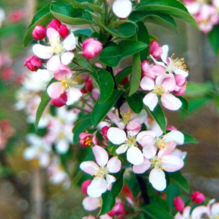 Golden-Hornet-Crab-Apple-Tree-5