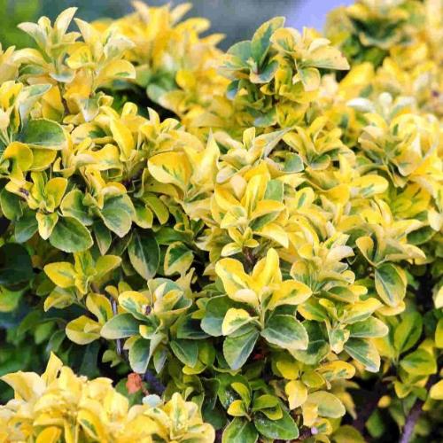 Golden-Variegated-Japanese-Spindle-2