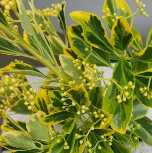 Golden-Variegated-Japanese-Spindle-4