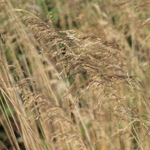 Golden-Veil-Tufted-Hair-Grasses-3