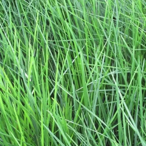 Golden-Veil-Tufted-Hair-Grasses-4