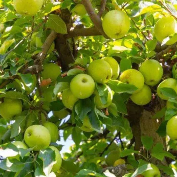 Golden Delicious Apple Fruit Tree Hedge (Malus domestica 'Golden Delicious')