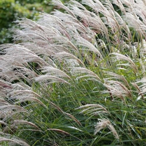 Gracillimus-Maiden-Grasses-2