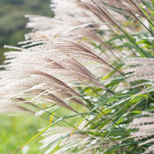 Gracillimus-Maiden-Grasses-3