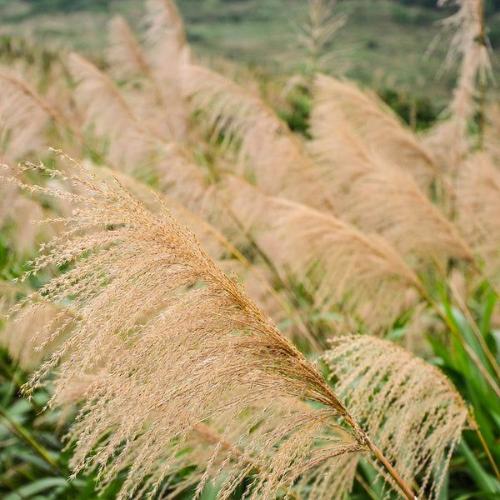 Gracillimus-Maiden-Grasses-4