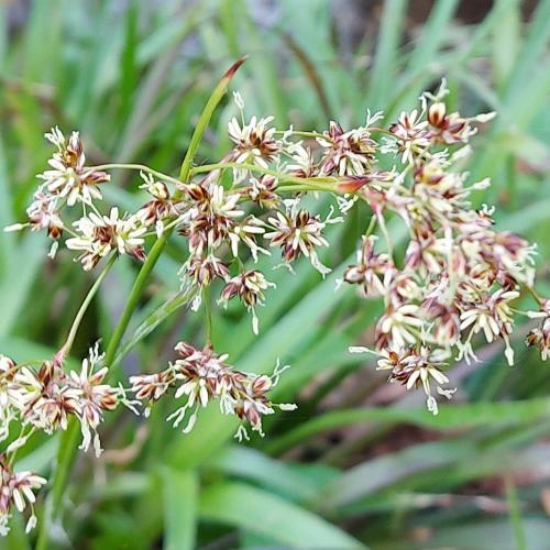 Greater-Woodrush-Grasses-2