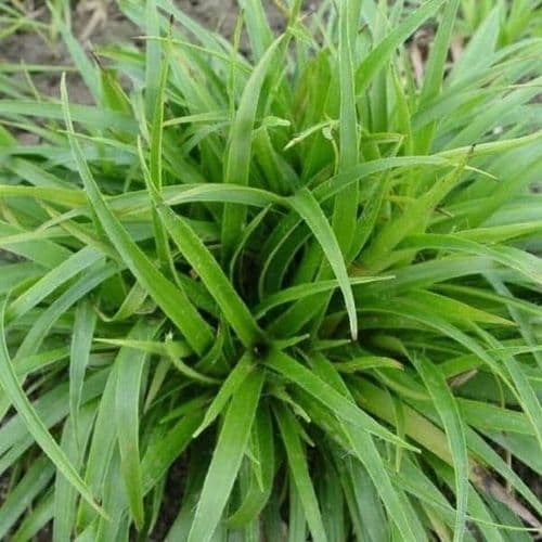 Greater-Woodrush-Grasses-4