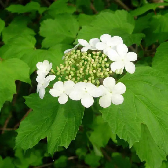 Guelder-Rose-viburnum_opulus_2