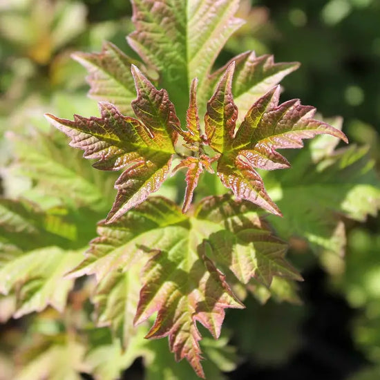 Guelder-rose-viburnum_opulus_3__1