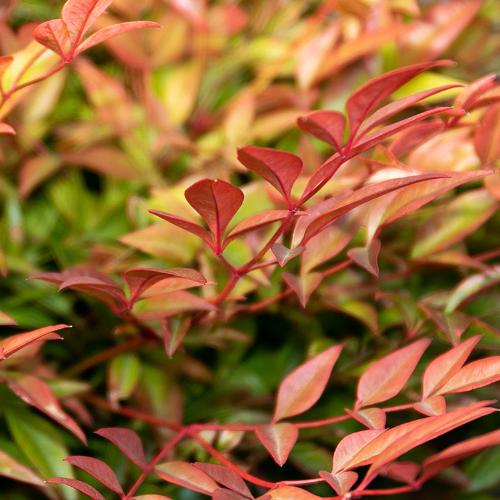 Gulf-Stream-Heavenly-Bamboo-2