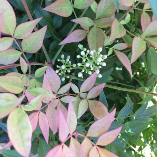Gulf-Stream-Heavenly-Bamboo-4