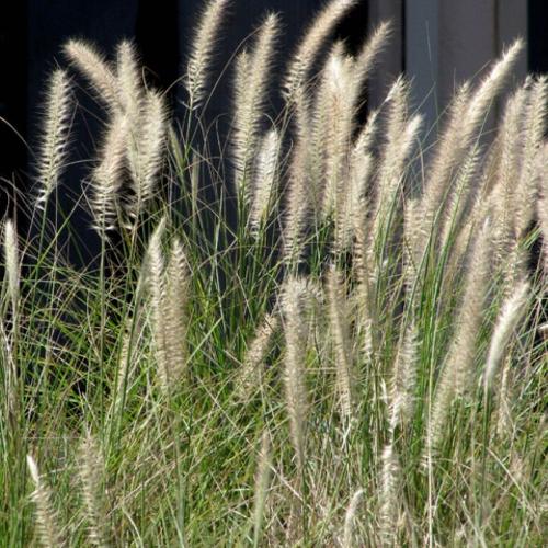 Hameln-Fountain-Grasses-3