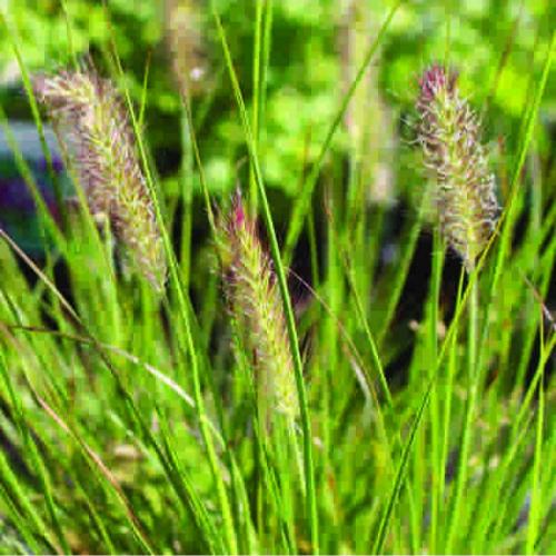 Hameln-Fountain-Grasses-4