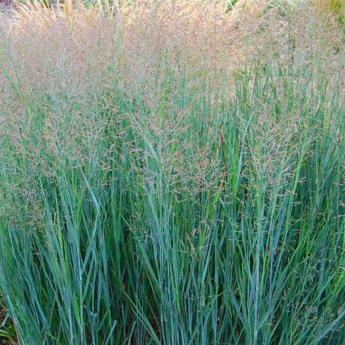 Heavy Metal Ornamental Grass...
